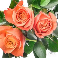 Dozen Orange rose Handtied