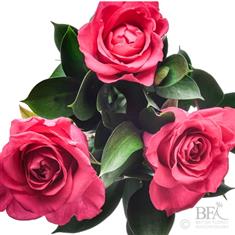 Dozen Pink Rose Handtied